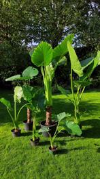 Olifantsoor /Olifantsoren te koop , Alocasia Macrorrhiza, Huis en Inrichting, Kamerplanten, Ophalen, Halfschaduw, 200 cm of meer