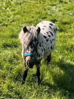 Verzorgster gezocht voor mini pony, Ophalen