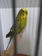 Grijsgroene man split blackface en blackwing., Mannelijk, Parkiet