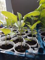 Aubergine planten, Ophalen, Volle zon, Groenteplanten, Eenjarig