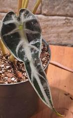 Alocasia Bambino, Huis en Inrichting, Kamerplanten, Ophalen of Verzenden, Halfschaduw, Minder dan 100 cm