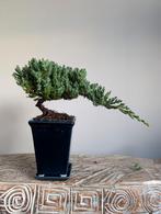 Juniperus Jeneverbes bonsai, Ophalen of Verzenden, Overige soorten, Halfschaduw