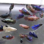 Betta Female - Siamese Kempis Vrouw, Vis, Zoetwatervis