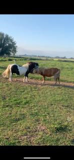 Verzorger gezocht, Dieren en Toebehoren, Ophalen of Verzenden
