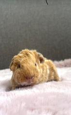 Super lieve, geweldig mooie jonge cavias, Dieren en Toebehoren, Cavia, Meerdere dieren, Tam, September