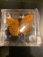 Opgezette Vlinder keizersmantel argynnis paphia, Verzamelen, Dierenverzamelingen, Ophalen of Verzenden, Nieuw, Insect, Opgezet dier