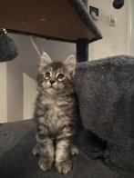 3 maine coon kittens, Dieren en Toebehoren, Katten en Kittens | Raskatten | Langhaar, Kater, Gechipt, 0 tot 2 jaar