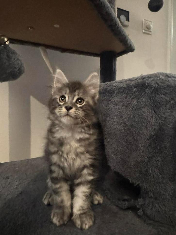 3 maine coon kittens, Dieren en Toebehoren, Katten en Kittens | Raskatten | Langhaar, Kater, 0 tot 2 jaar, Gechipt, Ontwormd, Ingeënt