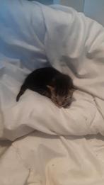 Kitten, Dieren en Toebehoren, Katten en Kittens | Overige Katten, Kater