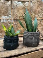 Boeddha-pot met plant, Huis en Inrichting, Ophalen, Overige soorten, Minder dan 100 cm
