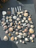 400 gram verschillende soorten SCHELPEN, Ophalen of Verzenden, Schelp(en)