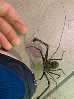 Grote keuze aan spinnen ,schorpioenen,duizendpoten,..