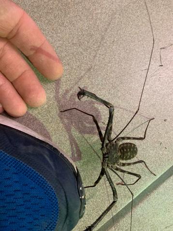 Grote keuze aan spinnen ,schorpioenen,duizendpoten,.. beschikbaar voor biedingen