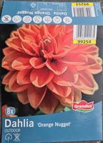 Dahlia's "Orange Nugget" (10 stuks), Ophalen, Voorjaar, Halfschaduw, Knol