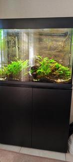 Aquarium, Dieren en Toebehoren, Vissen | Aquaria en Toebehoren, Ophalen, Zo goed als nieuw, Gevuld zoetwateraquarium