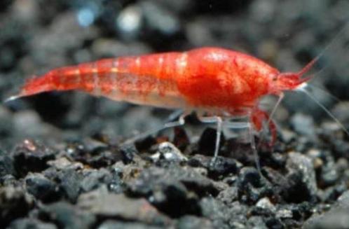 Hawaiiaanse Rode Garnalen, Opae Ula, Vulkaan garnaal, Dieren en Toebehoren, Vissen | Aquariumvissen, Zoetwatervis, Kreeft, Krab of Garnaal