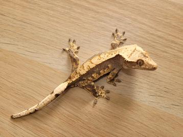 Wimpergekko, Crested Gecko man beschikbaar voor biedingen