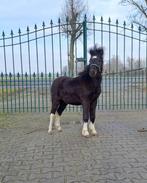 mooie luxe NMPRS jaarling hengstje, Dieren en Toebehoren, Pony's, Met stamboom, Niet van toepassing, 0 tot 2 jaar, Hengst