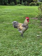 Haan, Dieren en Toebehoren, Mannelijk, Kip