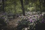 Rododendrons, Tuin en Terras, Ophalen, Rhododendron, Struik, 100 tot 250 cm