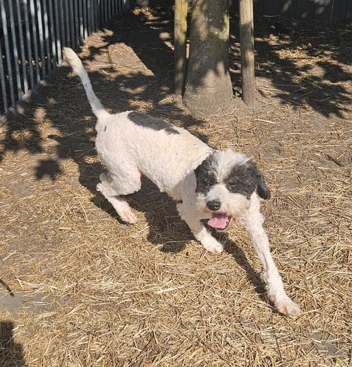 Te koop mooie  Lagotto teef, Dieren en Toebehoren, Honden | Retrievers, Spaniëls en Waterhonden, Teef, Overige rassen, Fokker | Professioneel