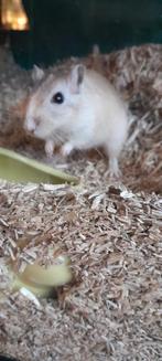 Woestijnratjes, Dieren en Toebehoren, Knaagdieren, Vrouwelijk, Rat, Tam