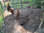 Brahma foktoom, Dieren en Toebehoren, Pluimvee, Vrouwelijk, Kip