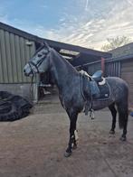 5 jarige PRE ruin in NL gefokt en zijn 3 jarige zusje., Dieren en Toebehoren, Paarden, Ruin, Dressuurpaard, 3 tot 6 jaar