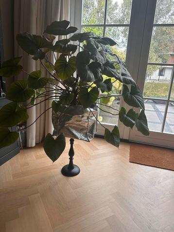 Grote Homalomena - kamerplant beschikbaar voor biedingen