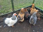 Fantastisch mooie Wyandotte krielen nov.2024 alle kleuren 1!, Dieren en Toebehoren, Pluimvee, Vrouwelijk, Kip