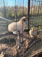 Zijdehoen kriel haan citroen kleurig te koop, Dieren en Toebehoren, Pluimvee, Mannelijk, Kip