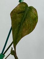 Philodendron Micans Mint Variegata #2, Huis en Inrichting, Kamerplanten, Ophalen of Verzenden, Halfschaduw, Minder dan 100 cm