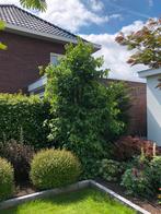 Prachtige Amberboom “Liquidambar”, gratis afhalen, Tuin en Terras, Planten | Bomen, Ophalen, Bloeit niet, Halfschaduw, Overige soorten