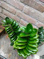 Zamioculcas Zamiifolia Zenzi dwergvorm ZZ-plant, Ophalen of Verzenden, Halfschaduw, Minder dan 100 cm