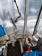 Druif., Volle zon, Bloeit niet, Minder dan 100 cm, Overige soorten