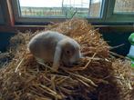 Dwerg hangoortje, Dieren en Toebehoren, Konijnen, Mannelijk, Dwerg, Hangoor