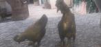 Mooie Bronzen Haan en Kip., Ophalen of Verzenden