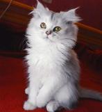 Te koop: Perzisch kitten van Ragdoll moeder – 9 weken oud, Dieren en Toebehoren, Katten en Kittens | Raskatten | Langhaar