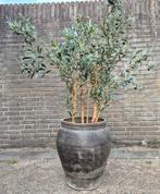 Oude kruik, kleipot grijs, kunst olijfboom groot, landelijk, Ophalen, Nieuw, Buiten