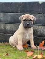 Bullmastiff pups, Dieren en Toebehoren, Overige rassen, 8 tot 15 weken, Meerdere, Meerdere dieren