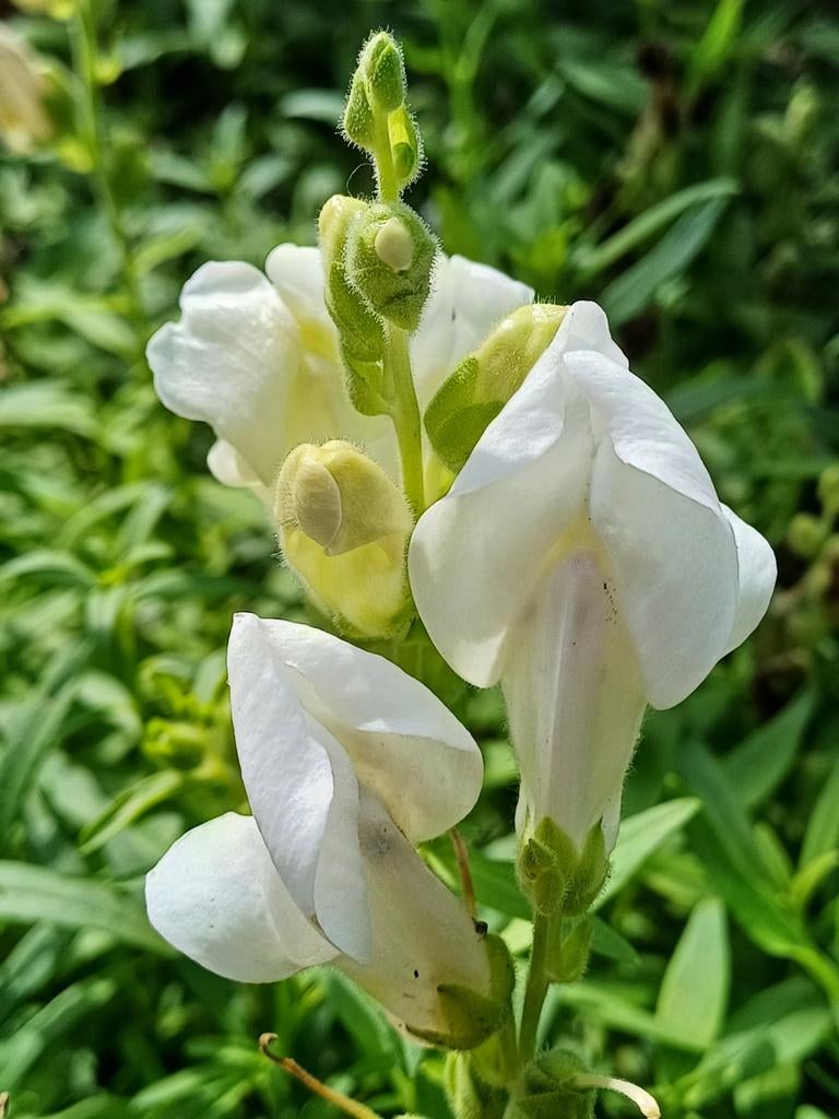 Leeuwenbek Snowflake, Ophalen of Verzenden