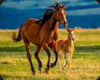 Verzorgpony/paard gezocht omgeving Onstwedde, Dieren en Toebehoren, Ophalen