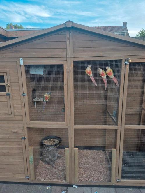 6 pyrrhura's te koop, Dieren en Toebehoren, Vogels | Parkieten en Papegaaien, Parkiet, Meerdere dieren, Tam