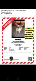 Simba gezocht klein lief hondje, Dieren en Toebehoren