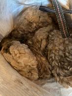 Schapenwol, wol, suffolkwol. Tinyhouse, isolatie, Ophalen, Gebruikt