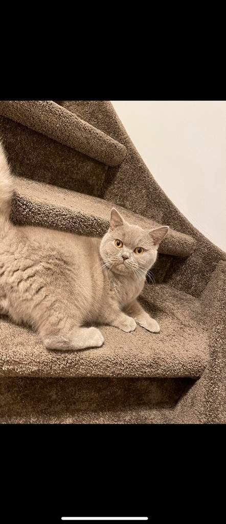 Britse korthaar DEKKATER (niet te koop!!), Dieren en Toebehoren, Katten en Kittens | Dekkaters, 0 tot 2 jaar
