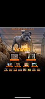American bully dekreu, Rabiës (hondsdolheid), Reu, Eén hond, 3 tot 5 jaar