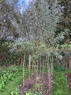 Jonge wilgen, Ophalen, Lente, Overige soorten, 250 tot 400 cm