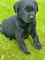 Labrador pup teefje, Dieren en Toebehoren, CDV (hondenziekte), 8 tot 15 weken, Labrador retriever, Meerdere dieren