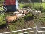 10 rijnlam ooilammeren, Dieren en Toebehoren, Schapen, Geiten en Varkens, Meerdere dieren, Schaap, 0 tot 2 jaar